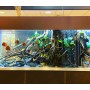 Réaménagement d'aquarium - Main d'oeuvre offerte avec "My Scape In Safe"
