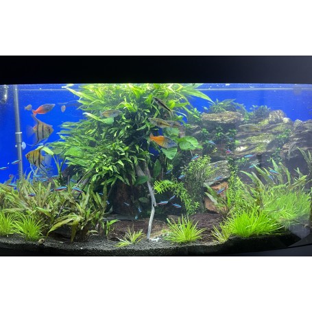 Décorations D'aquariums - Livraison Gratuite Pour Les Nouveaux