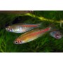 DANIO CHOPRAI 2 - 2,5 CM