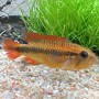 APISTOGRAMMA AGASSIZII Double RED