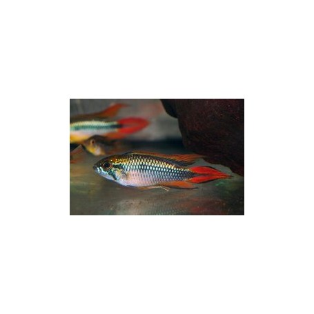 APISTOGRAMMA AGASSIZII Double RED