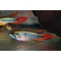 APISTOGRAMMA AGASSIZII Double RED