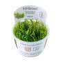 TROPICA PLANTS - TAXIPHYLLUM sp. FLAME MOSS 1-2 Grow