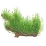 TROPICA PLANTS - TAXIPHYLLUM sp. FLAME MOSS 1-2 Grow