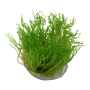 TROPICA PLANTS - TAXIPHYLLUM sp. FLAME MOSS 1-2 Grow