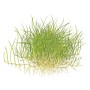 TROPICA PLANTS - ELEOCHARIS PUSILLA MINI 1-2 Grow