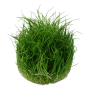 TROPICA PLANTS - ELEOCHARIS PUSILLA MINI 1-2 Grow