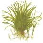 TROPICA PLANTS - LELAEOPSIS BRASILIENSIS 1-2 Grow