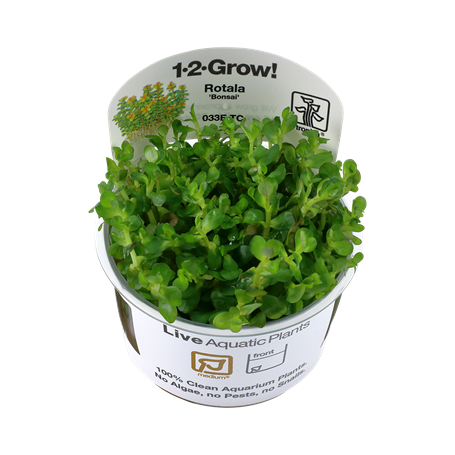 TROPICA PLANTS - ROTALA INDICA BONSAI 1-2 Grow