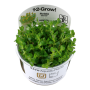 TROPICA PLANTS - ROTALA INDICA BONSAI 1-2 Grow