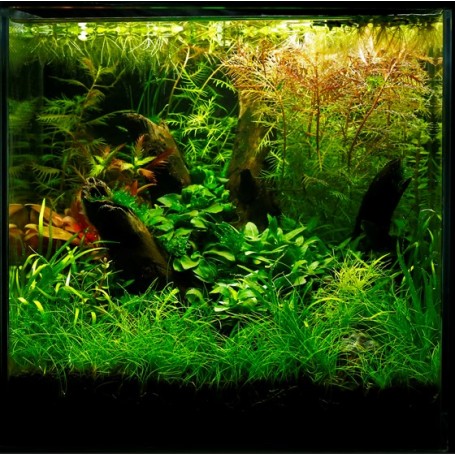 TROPICA PLANTS - LAYOUT 102 - pour aquarium 30 X 30 cm