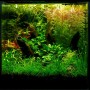 TROPICA PLANTS - LAYOUT 102 - pour aquarium 30 X 30 cm