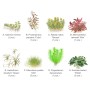 TROPICA PLANTS - LAYOUT 102 - pour aquarium 30 X 30 cm