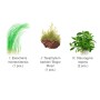 TROPICA PLANTS - LAYOUT 102 - pour aquarium 30 X 30 cm