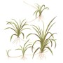 TROPICA PLANTS - HELANTHIUM TENELLUM GREEN 1-2 Grow