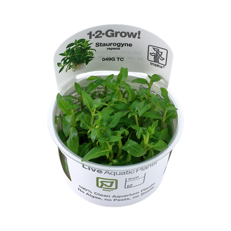 TROPICA PLANTS - STAUROGYNE REPENS 1-2 Grow