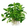 TROPICA PLANTS - STAUROGYNE REPENS 1-2 Grow