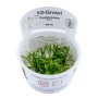 TROPICA PLANTS - CRYPTOCORYNE PARVA 1-2 Grow