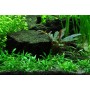 TROPICA PLANTS - CRYPTOCORYNE PARVA 1-2 Grow