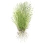 TROPICA PLANTS - ELEOCHARIS ACICULARIS 1-2 Grow