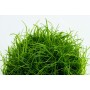 TROPICA PLANTS - ELEOCHARIS ACICULARIS 1-2 Grow