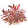 TROPICA PLANTS - Alternanthera reineckii 'Mini' 1-2 Grow