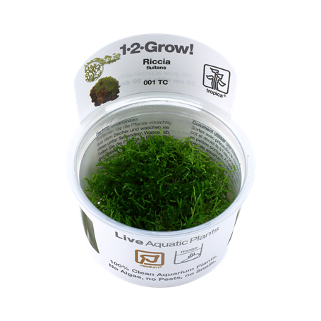 TROPICA PLANTS - RICCIA FLUITANS 1-2 Grow