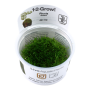 TROPICA PLANTS - RICCIA FLUITANS 1-2 Grow