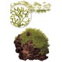 TROPICA PLANTS - RICCIA FLUITANS 1-2 Grow