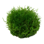 TROPICA PLANTS - RICCIA FLUITANS 1-2 Grow