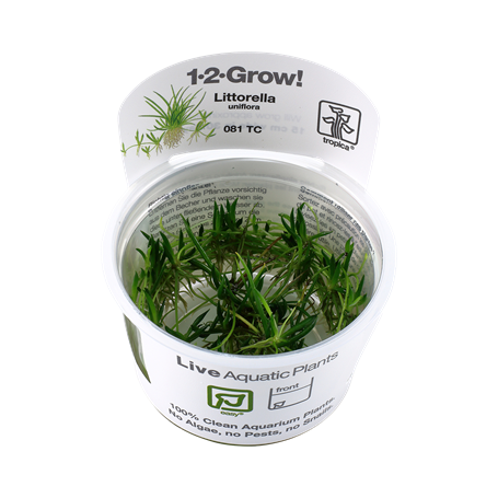 TROPICA PLANTS - LITTORELLA UNIFLORA 1-2 Grow