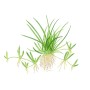 TROPICA PLANTS - LITTORELLA UNIFLORA 1-2 Grow