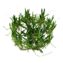 TROPICA PLANTS - LITTORELLA UNIFLORA 1-2 Grow