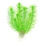 TROPICA PLANTS - POGOSTEMON DECCANENSIS 1-2 Grow