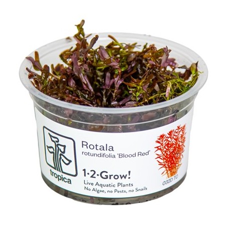 TROPICA PLANTS - ROTALA ROTUNDFOLIA BLOOD RED - 1-2 Grow