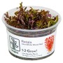 TROPICA PLANTS - ROTALA ROTUNDFOLIA BLOOD RED - 1-2 Grow