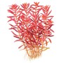 TROPICA PLANTS - ROTALA ROTUNDFOLIA BLOOD RED - 1-2 Grow