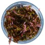 TROPICA PLANTS - ROTALA ROTUNDFOLIA BLOOD RED - 1-2 Grow