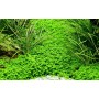 TROPICA PLANTS - Micranthemum callitrichoides 'Cuba' - 1-2 Grow