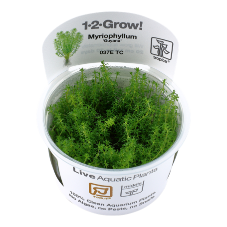 TROPICA PLANTS - Myriophyllum sp. 'Guyana' - 1-2 Grow