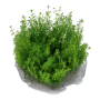 TROPICA PLANTS - Myriophyllum sp. 'Guyana' - 1-2 Grow