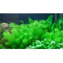 TROPICA PLANTS - Myriophyllum sp. 'Guyana' - 1-2 Grow