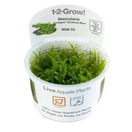 TROPICA PLANTS - Vesicularia montagnei 'Christmas Moss' - 1-2 Grow