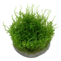 TROPICA PLANTS - Vesicularia montagnei 'Christmas Moss' - 1-2 Grow