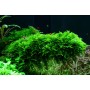 TROPICA PLANTS - Vesicularia montagnei 'Christmas Moss' - 1-2 Grow