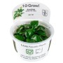 TROPICA PLANTS - Anubias barteri nana - 1-2 Grow