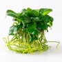 TROPICA PLANTS - Anubias barteri nana - 1-2 Grow