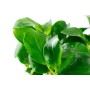 TROPICA PLANTS - Anubias barteri nana - 1-2 Grow