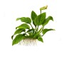 TROPICA PLANTS - Anubias barteri nana - 1-2 Grow