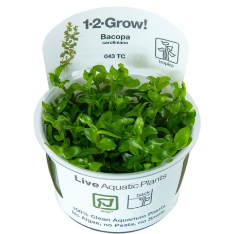 TROPICA PLANTS - Bacopa caroliniana - 1-2 Grow